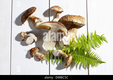 Yellow boletuses (Boletus edulis) and fern leaves on wooden table Stock Photo