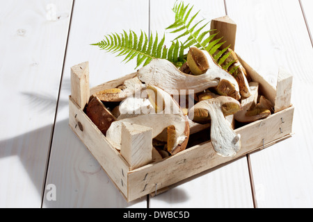 Yellow boletuses (Boletus edulis) and fern leaves in a wooden box on wooden table Stock Photo