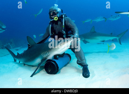 Shark feeder with shark. Stock Photo