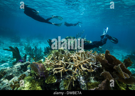 Snorkelers on a coral reef. Stock Photo