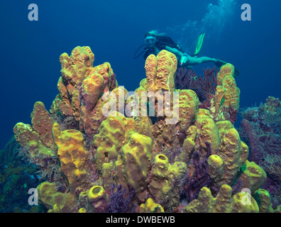 Diver and sponge cluster.
