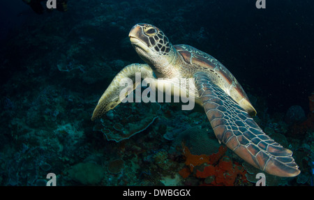 Turtle on coral reef. Stock Photo