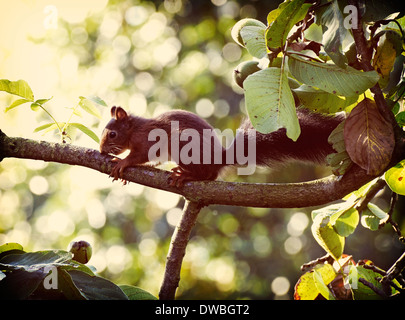 Germany, red squirrel (Sciurus vulgaris) sitting on branch on walnut tree Stock Photo