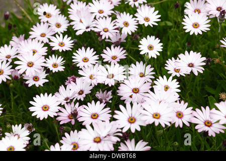 Livingstone daisies growing in summer, Scotland, UK Stock Photo