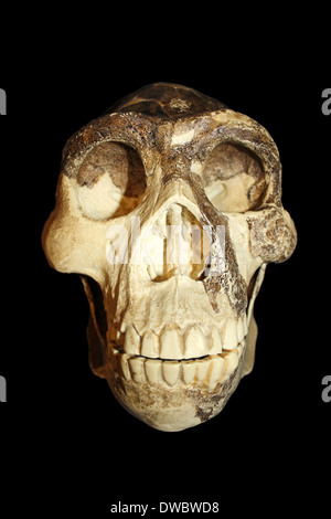'Peking Man' Zhoukoudian (Choukoutien) Homo erectus Skull Stock Photo