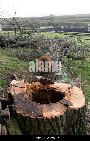 Ash Tree with Rot in the Centre Which has Been Felled for Safety Reasons County Durham UK Stock Photo