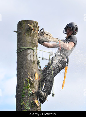 A tree surgeon at work reducing height of lime tree in London, UK Stock Photo
