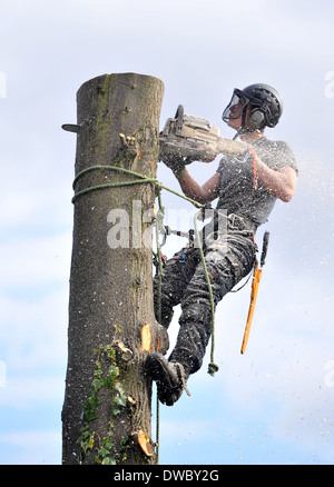A tree surgeon at work reducing height of lime tree in London, UK Stock Photo