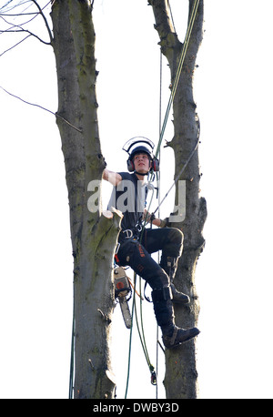A tree surgeon at work reducing height of lime tree in London, UK Stock Photo
