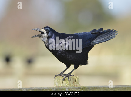 Rook Corvus frugilegus Stock Photo