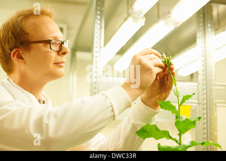 Male scientist picking sample from plant