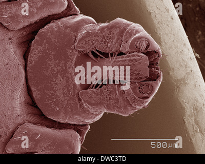 Coloured SEM of tick's mouthparts Stock Photo