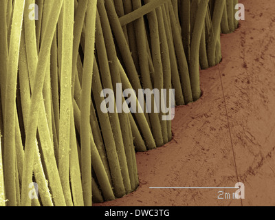 Coloured SEM of toothbrush bristles Stock Photo