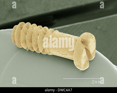 Coloured SEM of screw for pair of eyeglasses Stock Photo