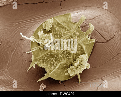 Coloured SEM of plankton Stock Photo