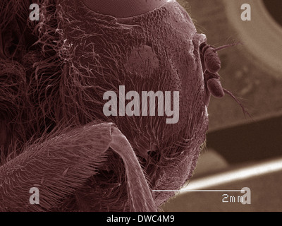 Coloured SEM of head of botfly Stock Photo