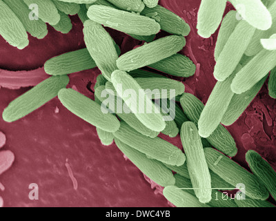 Coloured SEM of mosquito eggs Stock Photo