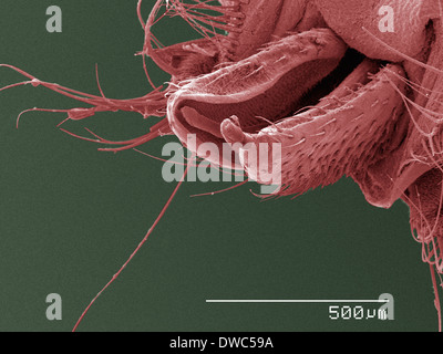 Coloured SEM of louse fly (Hippoboscidae) mouthparts Stock Photo