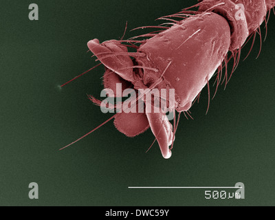 Coloured SEM of louse fly (Hippoboscidae) tarsus Stock Photo