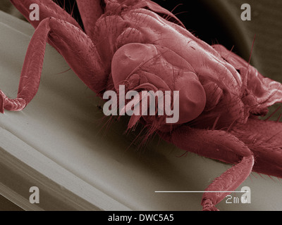 Coloured SEM of louse fly (Hippoboscidae), front view Stock Photo