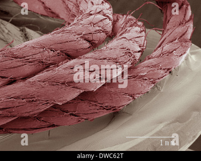 Coloured SEM of cotton thread Stock Photo