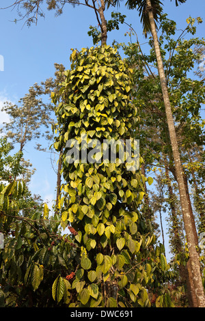 Pepper plant with peppercorns growing on shade trees above coffee plants in Wayanad district, South India Stock Photo