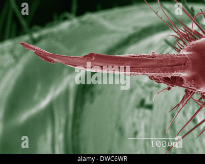 Coloured SEM of assassin bug mouthparts