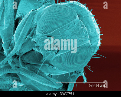 Coloured SEM of leaf miner fly (Agromyzidae) head Stock Photo