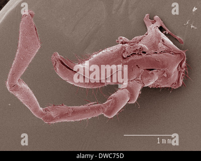 Coloured SEM of house cricket (Acheta domesticus) mouth Stock Photo