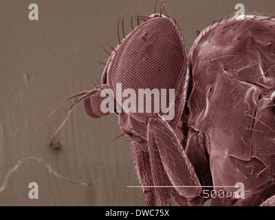 Coloured SEM of leaf miner fly (Agromyzidae) head Stock Photo