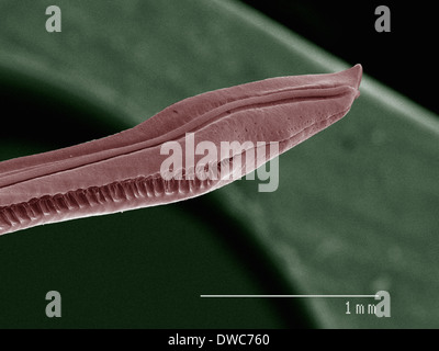 Coloured SEM of house cricket (Acheta domesticus) ovipositor Stock Photo