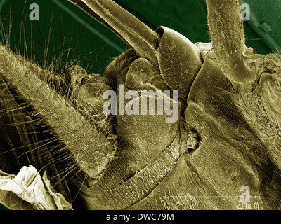 Coloured SEM of house cricket (Acheta domesticus) leg spurs Stock Photo