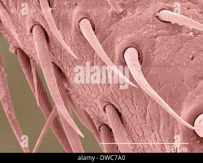 Coloured SEM of house cricket (Acheta domesticus) leg spurs Stock Photo