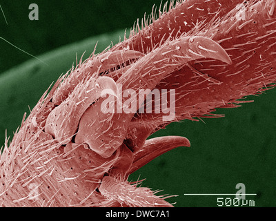 Coloured SEM of house cricket (Acheta domesticus) leg spurs Stock Photo