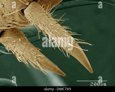 Coloured SEM of house cricket (Acheta domesticus) leg spurs Stock Photo