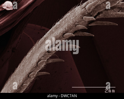 Coloured SEM of house cricket (Acheta domesticus) leg spurs Stock Photo