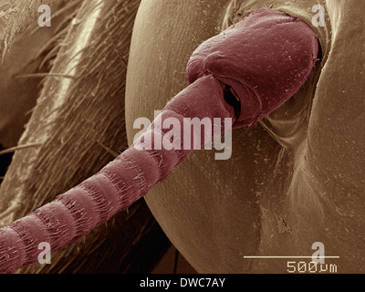 Coloured SEM of house cricket (Acheta domesticus) leg spurs Stock Photo