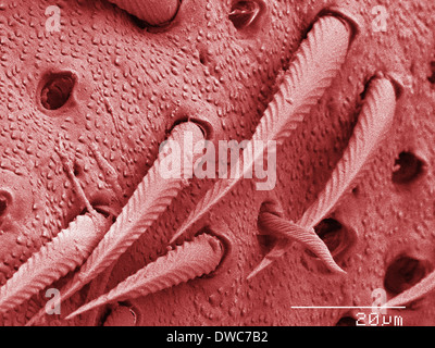 Coloured SEM of house cricket (Acheta domesticus) leg spurs Stock Photo