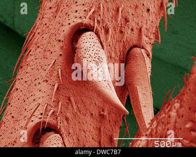 Coloured SEM of house cricket (Acheta domesticus) leg spurs Stock Photo