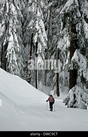 WASHINGTON - Cross-country skier heading up the snow covered road to the summit of Amabilis Mountain. Stock Photo