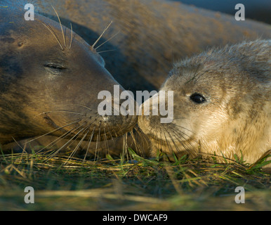 Mother touching noses with grey seal pup on grass, Donna Nook, Lincolnshire, England, UK Stock Photo