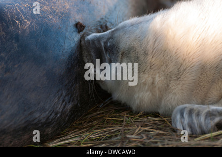 Grey seal pup suckling milk from it's mother, Donna Nook, Lincolnshire, England Stock Photo