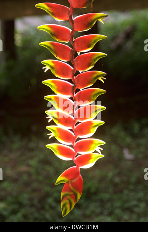 Heliconia at Tambopata National Reserve, Peru, Amazon Area, South America Stock Photo