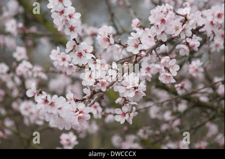 Palm garden in Frankfort/Main. Blossoms of a almond tree. - 28 February 2014. Stock Photo