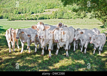 Charolaise cows in a field - France Stock Photo