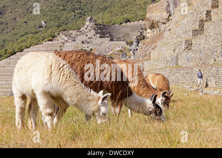 llamas, Machu Picchu, Peru, South America Stock Photo