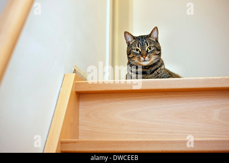 Domestic cat with Mackerel tabby pattern lying on top of stairs in house Stock Photo