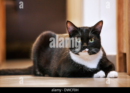 Portrait of tuxedo cat, bicolor domestic cat with a white and black coat resting on the floor in house Stock Photo