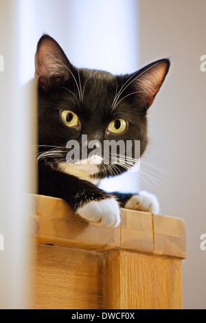 Close up of tuxedo cat, bicolor domestic cat with a white and black coat resting on furniture in living room in house Stock Photo