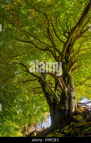 Ancient beech tree at Workmans Wood, Sheepscombe, Gloucestershire Stock Photo